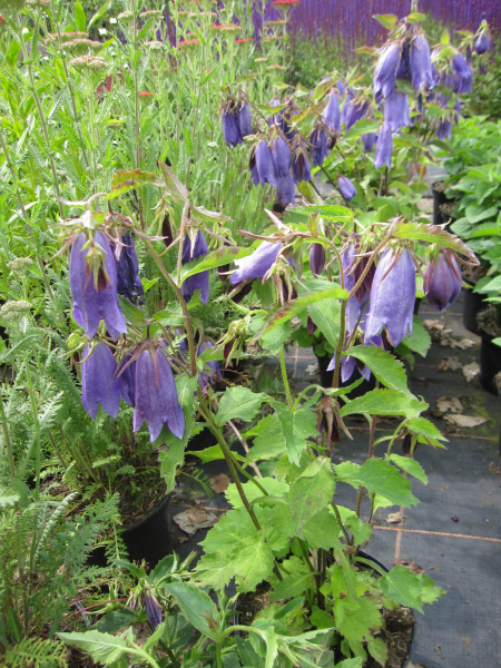 Großblütige Glockenblume Sarastro 3